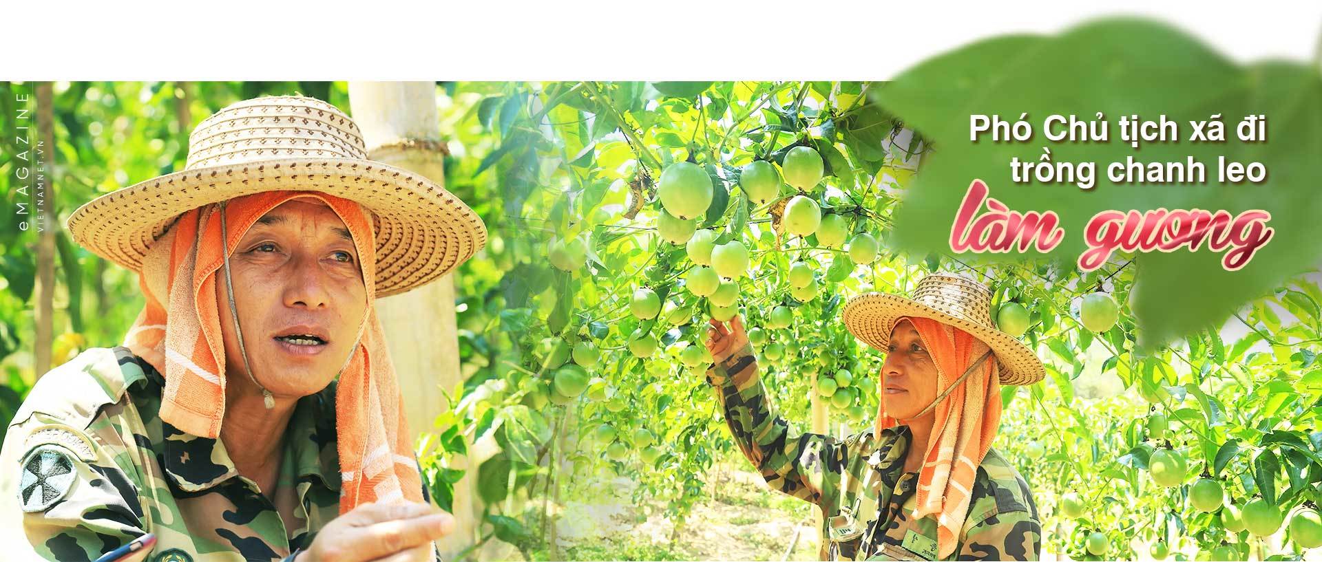 chanh leo,nông nghiệp sạch,nông nghiệp hữu cơ,nông nghiệp,Quảng Trị