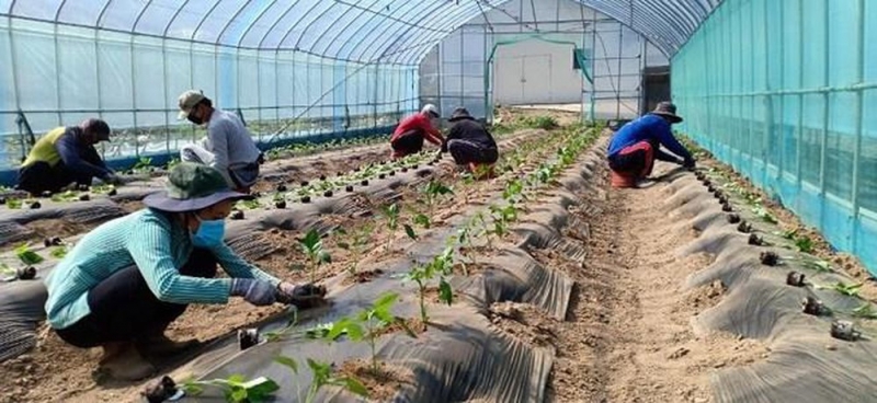 Lao động Việt Nam làm nông nghiệp tại Hàn Quốc