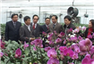 Thành công từ mô hình trồng hoa chất lượng cao ở Thụy Hương 